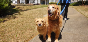 Happy Dog Walk