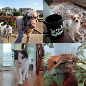Two dogs a cat and a gecko