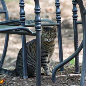 Miss Wildcat
