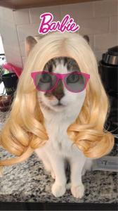 Kitty Fun