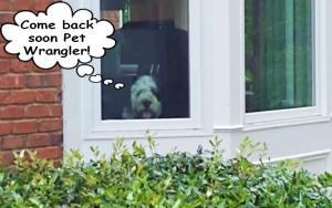 Pets Love Our Pet Wranglers
