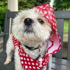 Daisy dressed for rain