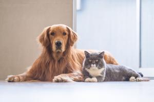 Dog Cat Lounging