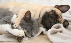 Dog and Cat Snuggling