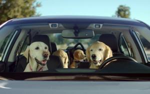 Dog Family Car