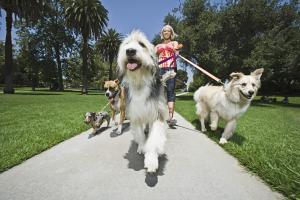 Dog Walking