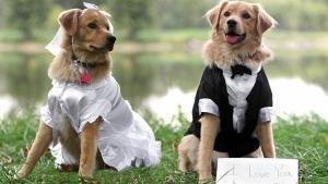Dogs at Wedding