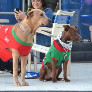 Holiday Dogs