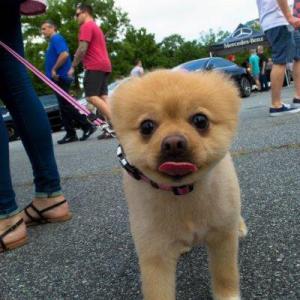 Cute Dog
