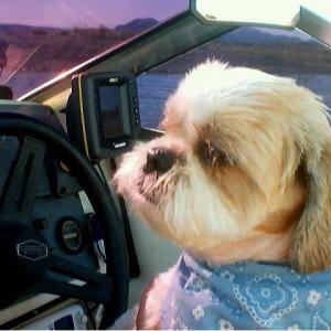 Cap'n Joey the Shih Tzu