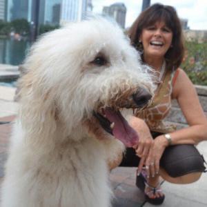 Standard Poodle