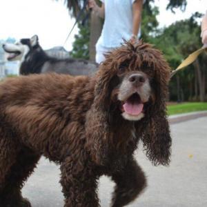 Dog at Park