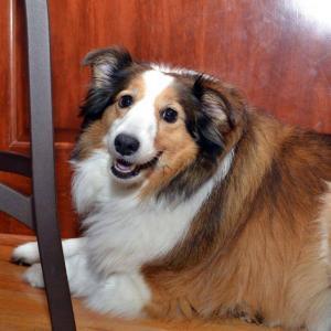 Gracie the Sheltie