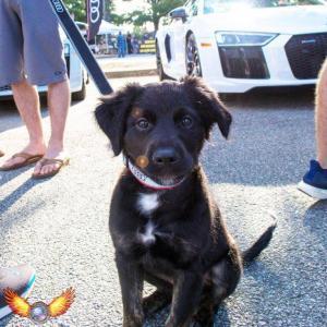 Dog at Car Show 2