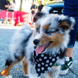 Dog at Car Show