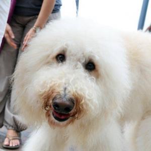 Cute Dog