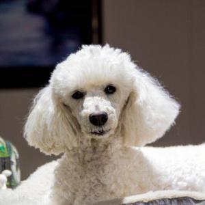 Poodle