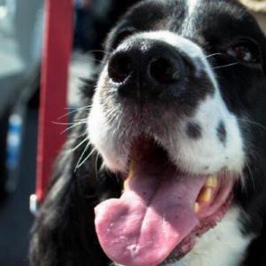 Cute dog