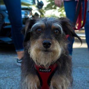 Cute dog