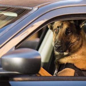 Dog Driving