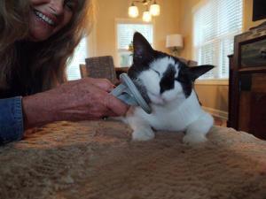 Groovy the Cat
