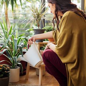 Watering Plants