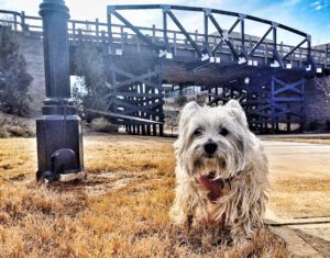 Lola the Diva of Chamblee