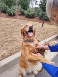 Golden Retriever Tucker