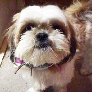 Joey the Shih Tzu