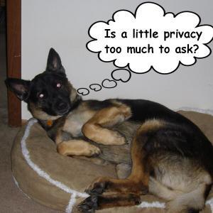 Sleeping Dog Privacy