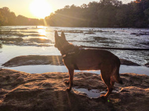 Mylah The Malinois at Johns Bridge Park