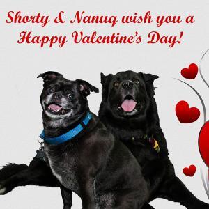 Puppy Love Photo Shoot