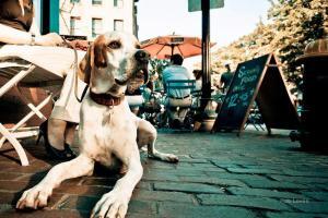 Dog Chilling at Restaurant