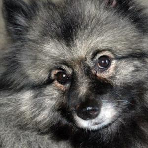 Shylah the Keeshond