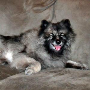 Shylah the Keshound