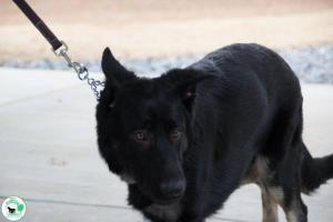 The Real Heel Training Event by K9 Concepts