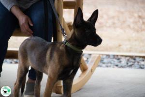 The Real Heel Training Event by K9 Concepts