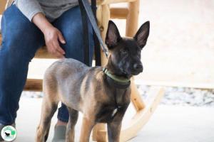 The Real Heel Training Event by K9 Concepts