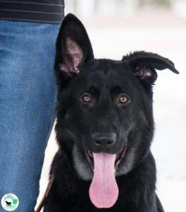 The Real Heel Training Event by K9 Concepts