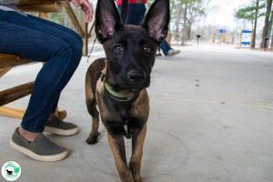 The Real Heel Training Event by K9 Concepts