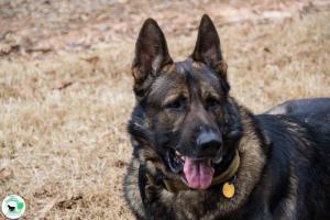 The Real Heel Training Event by K9 Concepts