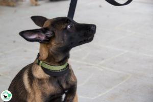 The Real Heel Training Event by K9 Concepts