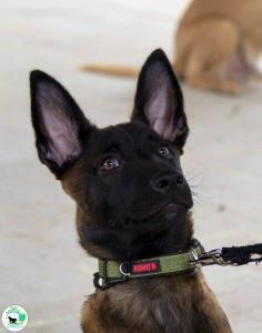 Rocket attends The Real Heel Training Event by K9 Concepts