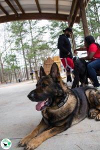 The Real Heel Training Event by K9 Concepts