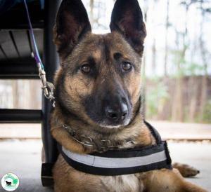 Mylah attends The Real Heel Training Event by K9 Concepts