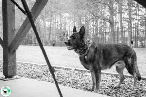 The Real Heel Training Event by K9 Concepts