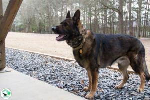 The Real Heel Training Event by K9 Concepts