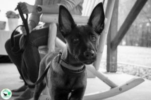The Real Heel Training Event by K9 Concepts