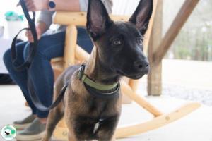 The Real Heel Training Event by K9 Concepts