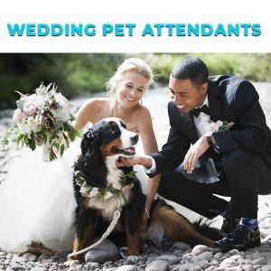 Wedding Pet Attendants
